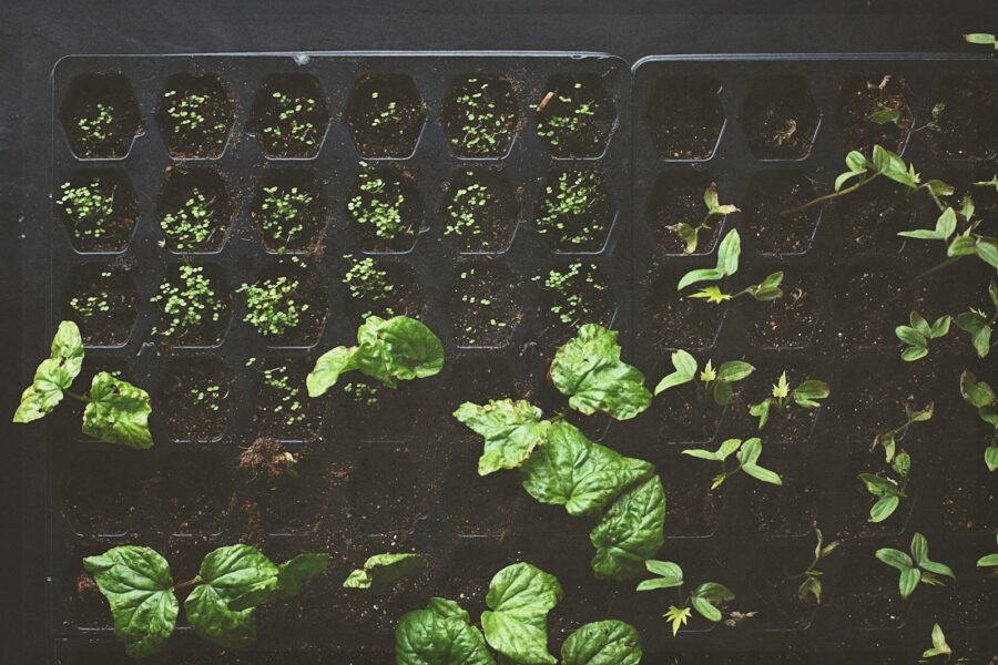 Vegetable seedlings tray