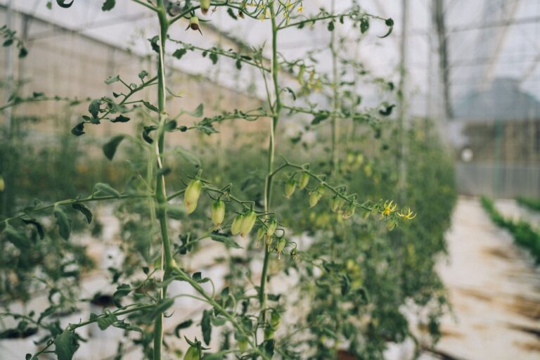 Tomato plant flowers close garden