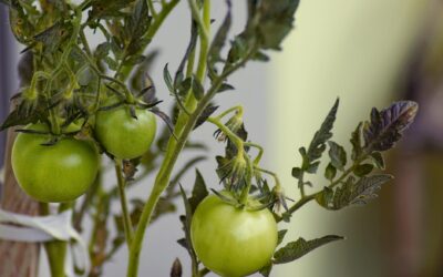 Why your tomato plants have flowers but no fruit and how to help them set better