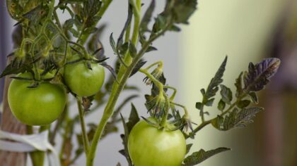 Why your tomato plants have flowers but no fruit and how to help them set better