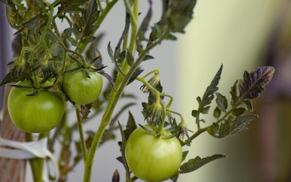 Why your tomato plants have flowers but no fruit and how to help them set better