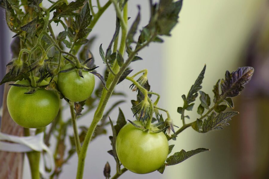 Tomato plant flowers close garden