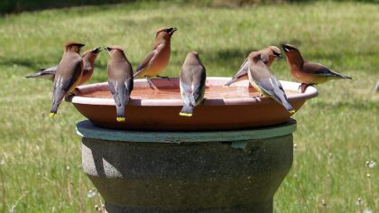 Wildlife-friendly garden design ideas that bring birds, bees and butterflies closer