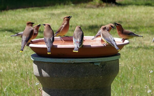 Wildlife-friendly garden design ideas that bring birds, bees and butterflies closer