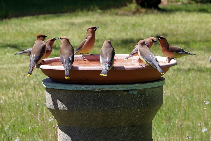 Wildlife friendly garden