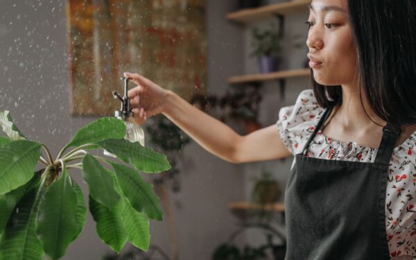 A practical guide to misting indoor plants without causing problems