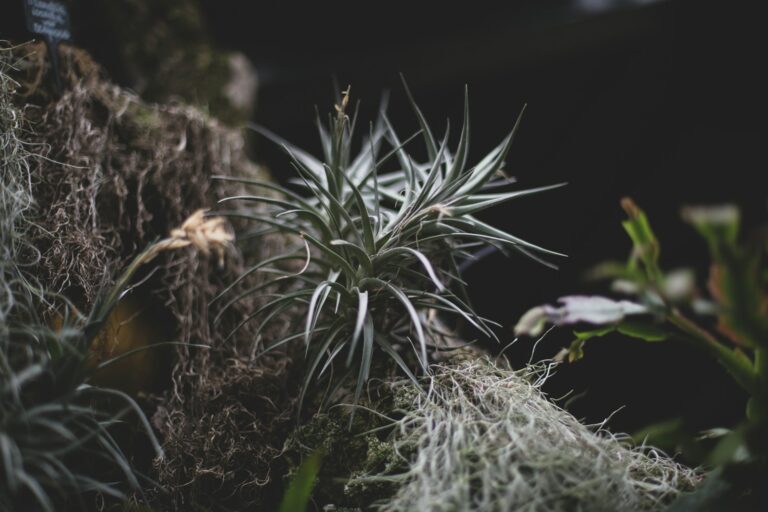 Indoor ferns windowsill
