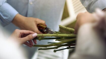 Autumn clean‑up for houseplant foliage: why removing dead leaves matters and how to do it right