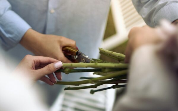 Autumn clean‑up for houseplant foliage: why removing dead leaves matters and how to do it right