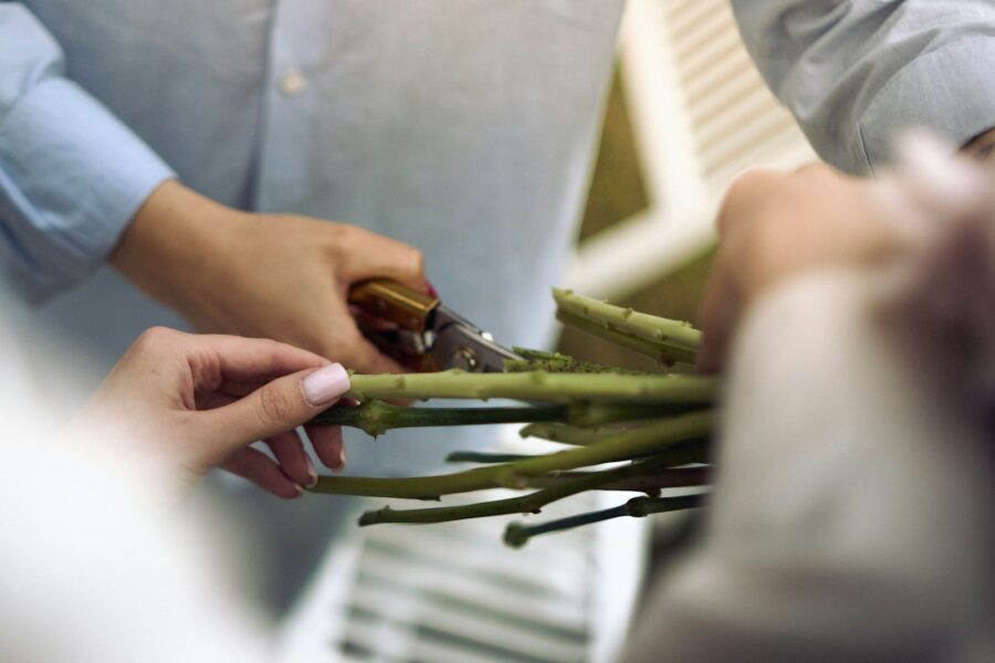 Hand pruning dead