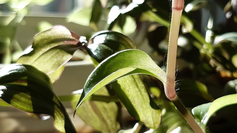 Hand pruning dead