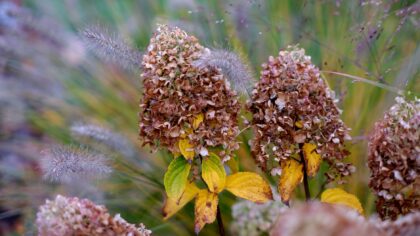 Autumn garden ideas that keep your outdoor space interesting after summer