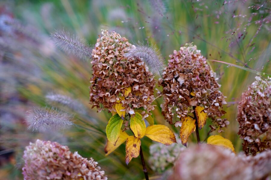 Autumn garden grasses
