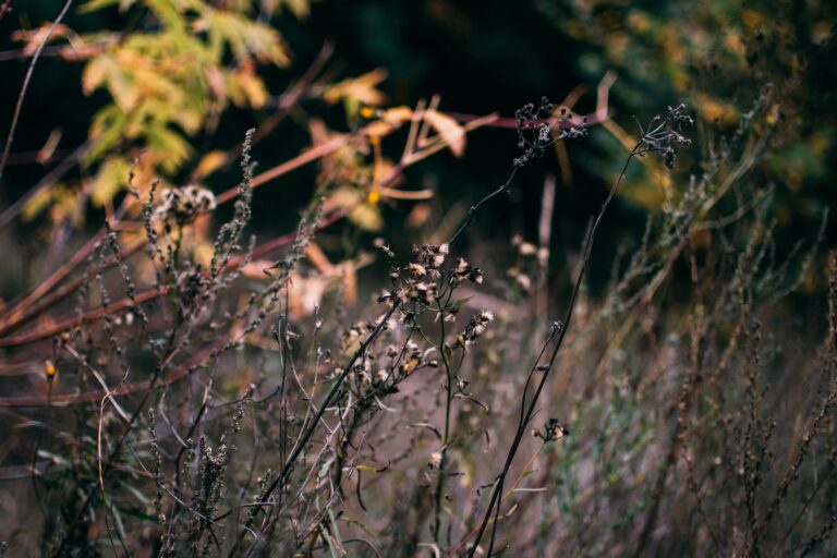Autumn garden grasses