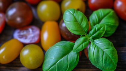 Balcony tomatoes and basil: a beginner-friendly duo for small spaces
