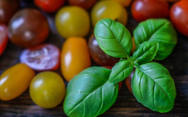 Balcony tomatoes and basil: a beginner-friendly duo for small spaces