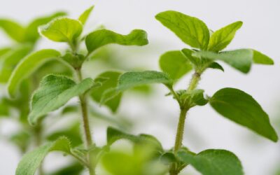Bee-friendly herb beds that also feed your kitchen