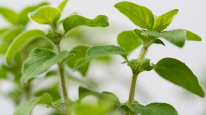 Bee-friendly herb beds that also feed your kitchen