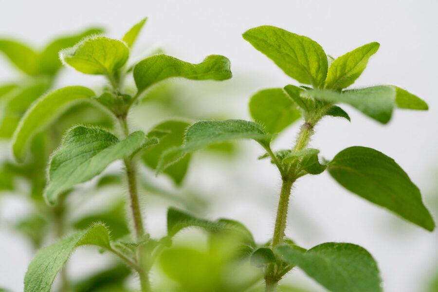 Herb garden bed