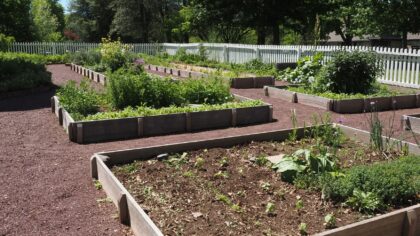 Beginner-friendly succession planting tips for a longer, more productive season