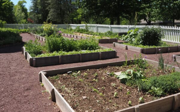 Beginner-friendly succession planting tips for a longer, more productive season