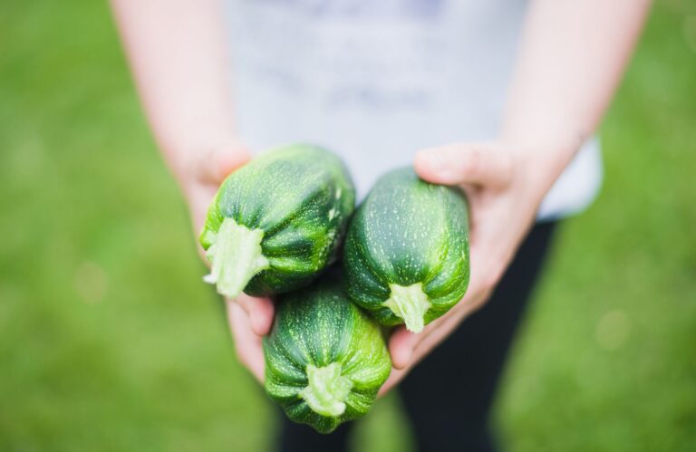 Hands harvesting courgettes