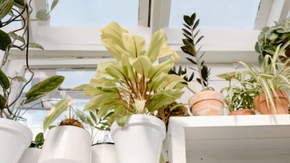 Beginner’s guide to low-light house care that actually works