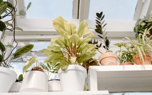 Beginner’s guide to low-light house care that actually works