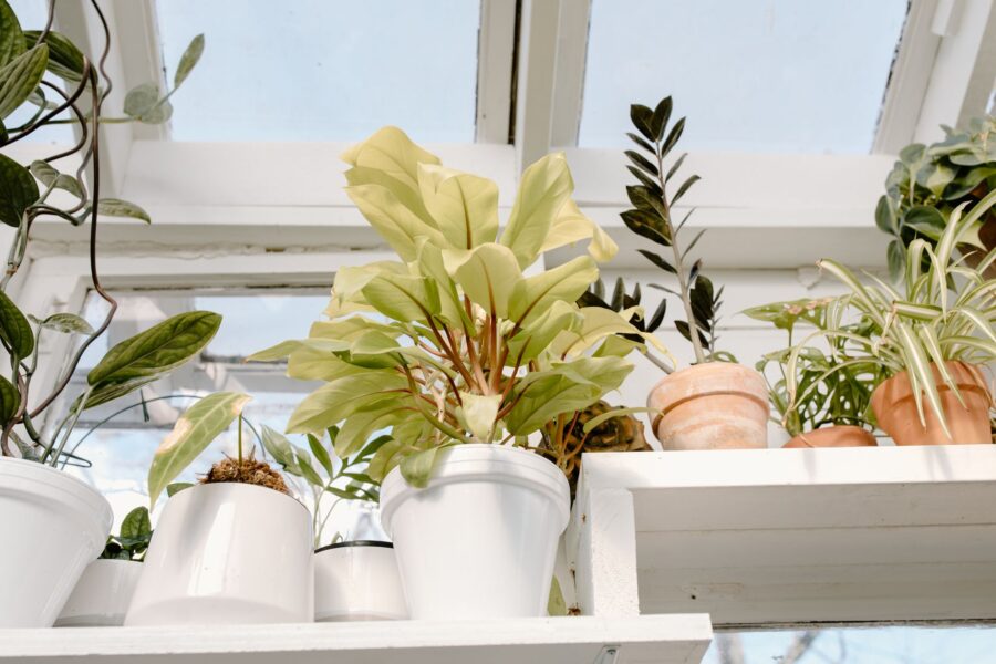 Low light houseplants