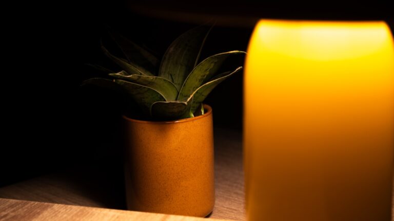 Plant snake plant