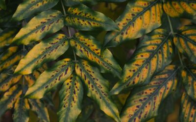 Black spots on leaves: how to tell fungal trouble from other common problems