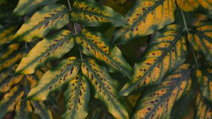 Black spots on leaves: how to tell fungal trouble from other common problems