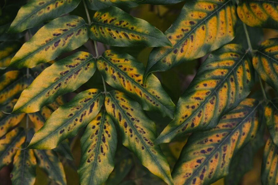Black spots green