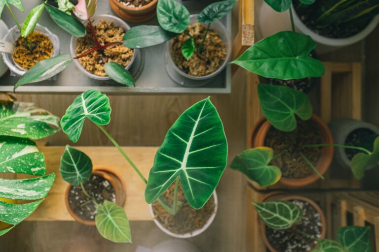 Houseplants shelf bottom
