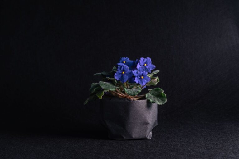 Potted african violet