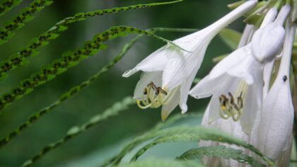 Bright shade garden care: how to make low-light beds thrive outdoors