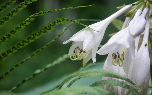 Bright shade garden care: how to make low-light beds thrive outdoors