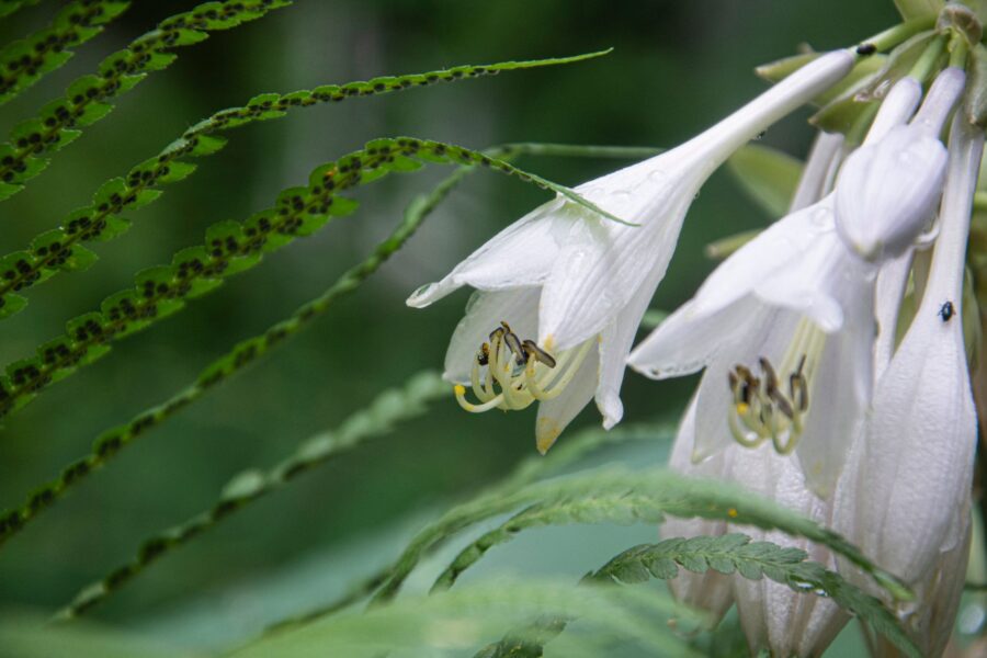 Shade garden hostas