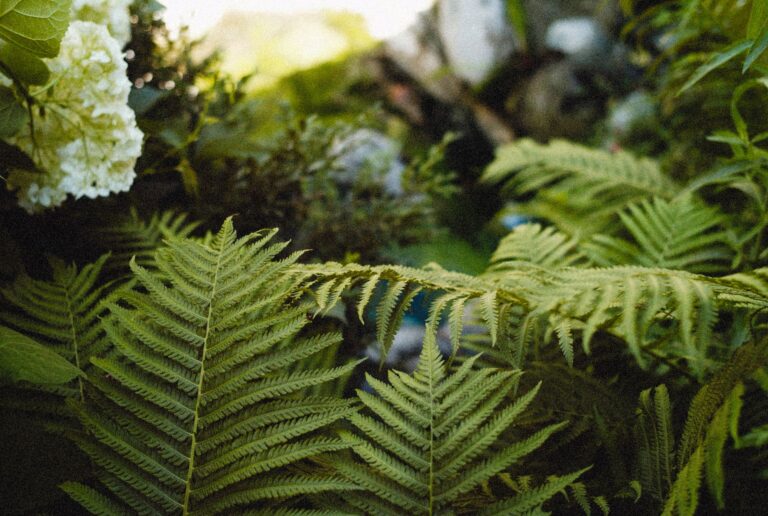Shady border ferns