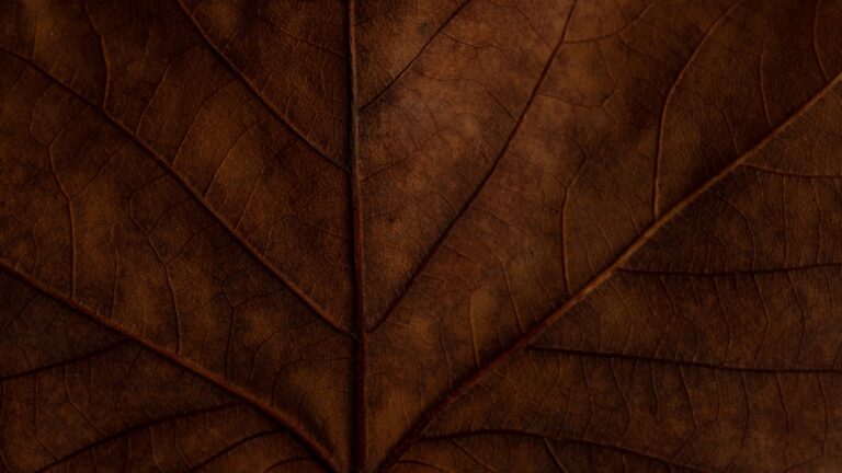 Indoor houseplant brown