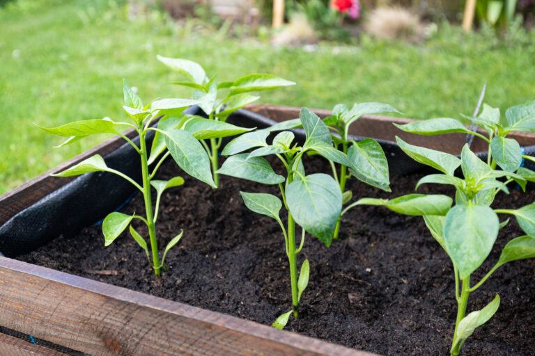 Raised bed vegetable