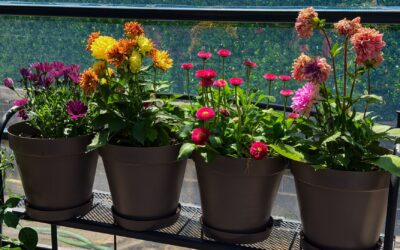 Caring for summer containers: how to keep flowers and balcony vegetables alive in the heat