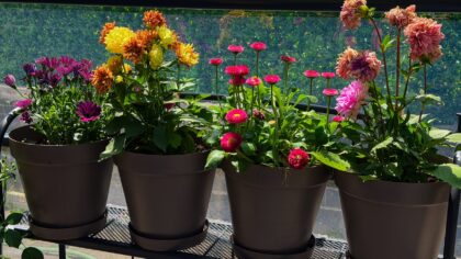 Caring for summer containers: how to keep flowers and balcony vegetables alive in the heat