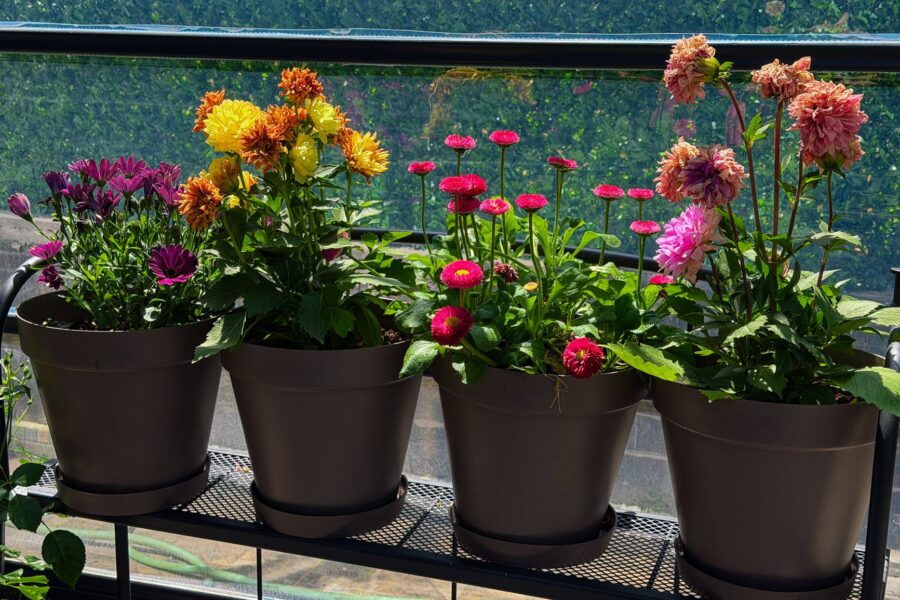 Balcony container garden