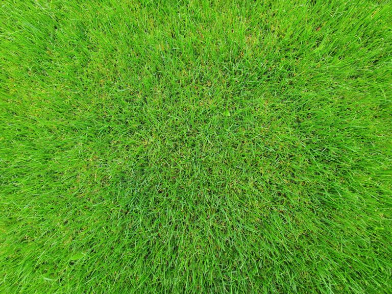 Core aerator lawn