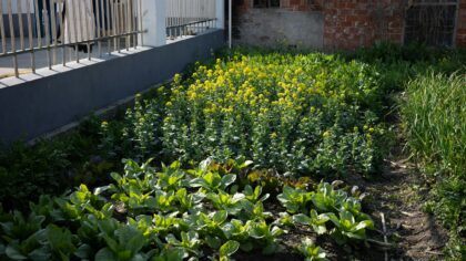 Companion flowers for healthier vegetable beds: practical pairings that work