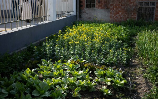 Companion flowers for healthier vegetable beds: practical pairings that work
