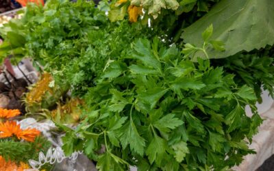 Companion planting basics for a more resilient backyard plot