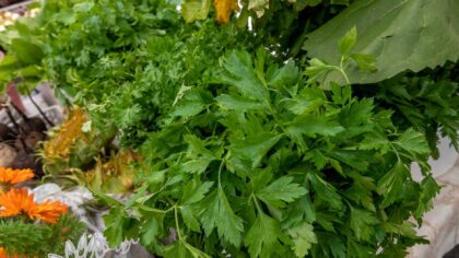 Companion planting basics for a more resilient backyard plot