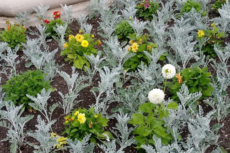Mixed flower vegetable
